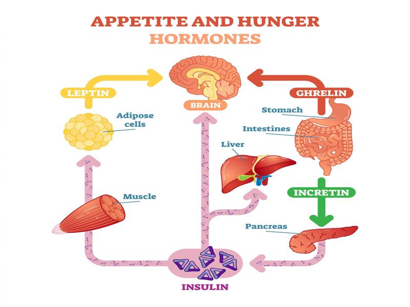 Peptides for weight loss helping control hunger and increase fat burning.